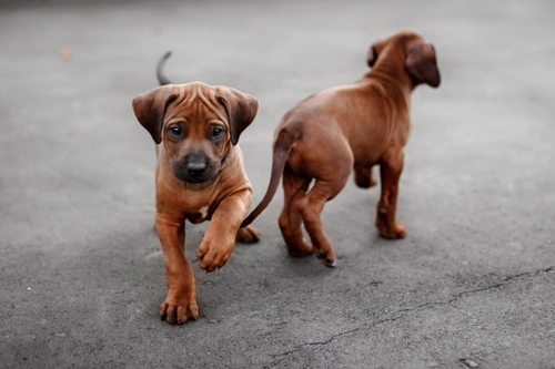 Early Puppy Socialisation: Essential Steps and Risks to Avoid