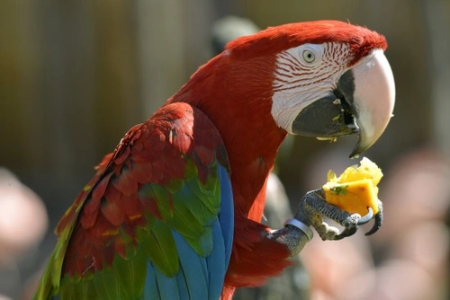 Digestive Problems in Birds: Symptoms, Causes & Treatment
