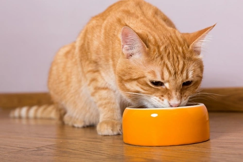 Benefits of Feeding Cats the Right Diet for Their Age