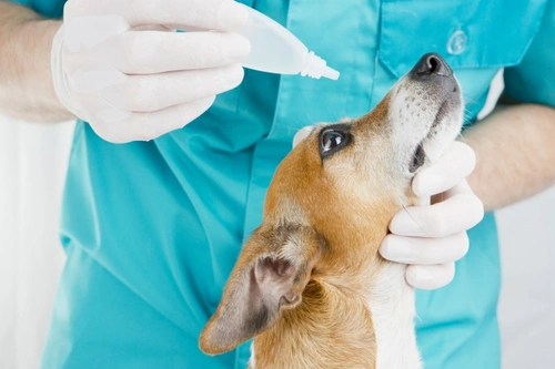 Comprehensive Guide to the BVA Eye Scheme for Dogs