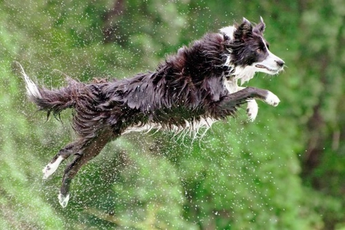 Safe Swimming Tips for Dogs: Enjoy Water Responsibly
