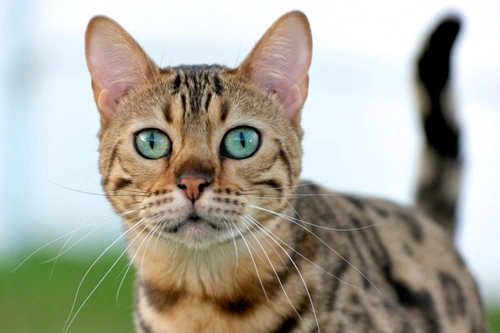 5 Fascinating Cat Facts Backed by Science
