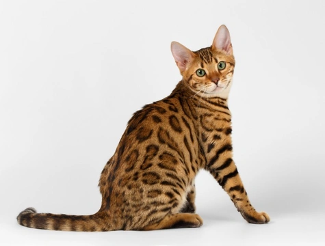 Physical Changes in Male Cats After Castration: What to Expect