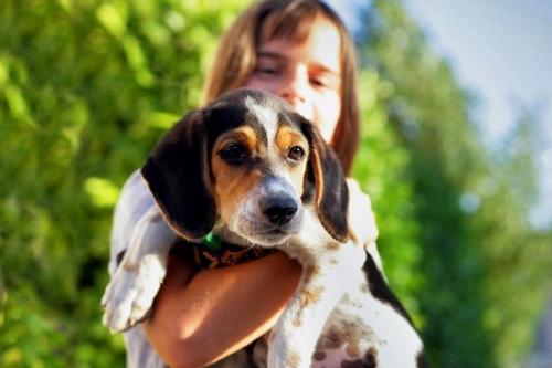 Introducing Children to Puppies: A Careful Approach