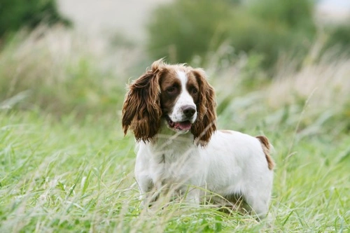 Best Mid-Sized Dog Breeds for First-Time Owners in 2025