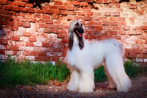 ¿Es el Galgo Afgano una Buena Mascota?