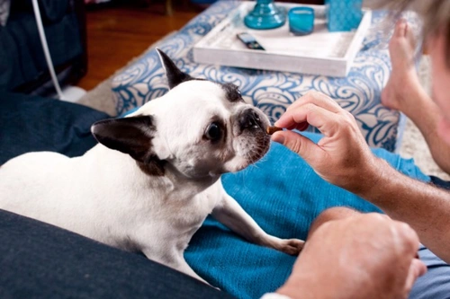How to Stop Your Dog from Snapping for Treats Safely
