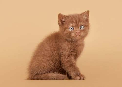 Cat Genetics Part Four - Coat Colour - Easy Guide