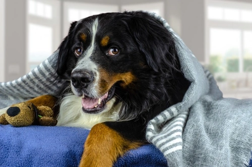 Should you ask your vet to make a house call or visit the clinic?