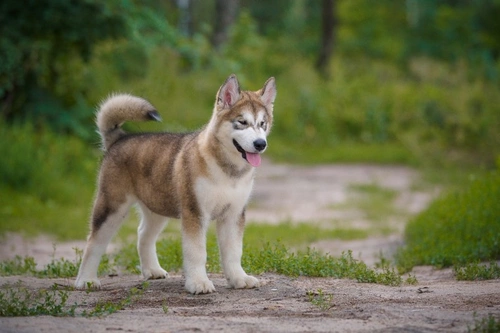 10 Key Facts to Know Before Buying an Alaskan Malamute