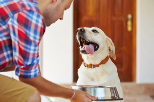 Feeding a Dog with EPI: Essential Considerations and Care