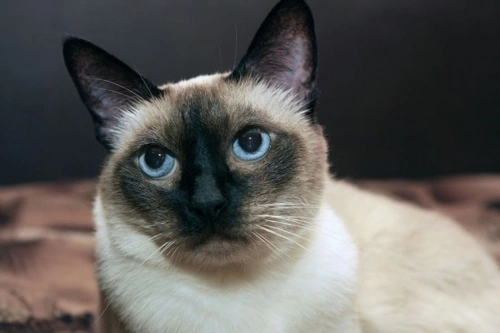 Compartir tu hogar con gatos siameses: compañeros cariñosos y juguetones