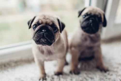 Common Health Conditions Affecting Pugs in 2025