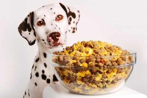 7 Benefits of Homemade Dog Food and How to Make It Affordable