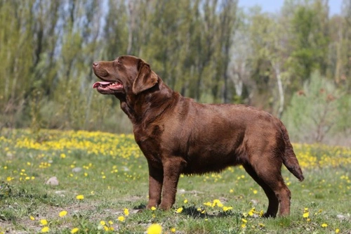 All About the Labrador Retriever: Popular Family Dog Guide
