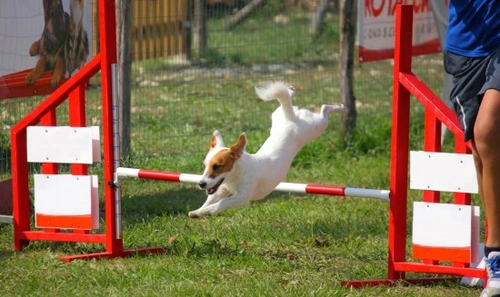 Top 10 Dog Breeds for Agility and Canine Sports