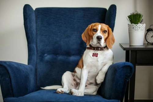 Why a Fearful Dog May Suddenly Become Bolder: 5 Key Reasons