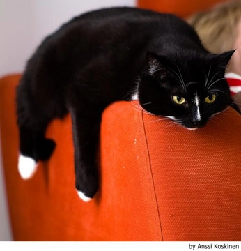 Cómo educar gatos fácilmente