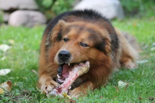 Guía Completa de la Dieta BARF para Perros