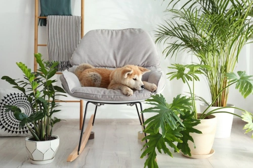 Why Does My Dog Steal My Seat?