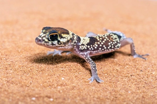 22 Fascinating Facts About Lizards and Responsible Pet Care