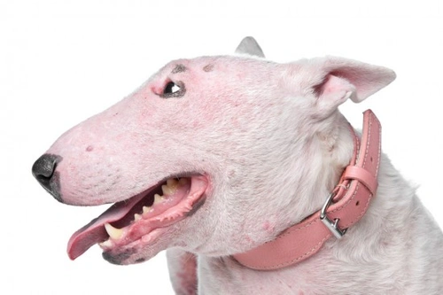 Mange in Dogs: Essential Facts and Treatments