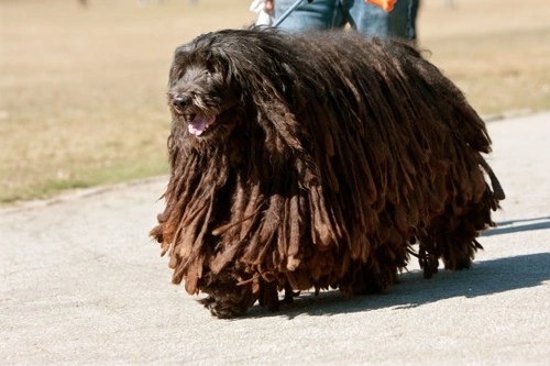 How to Care for a Young Bergamasco's Unique Coat