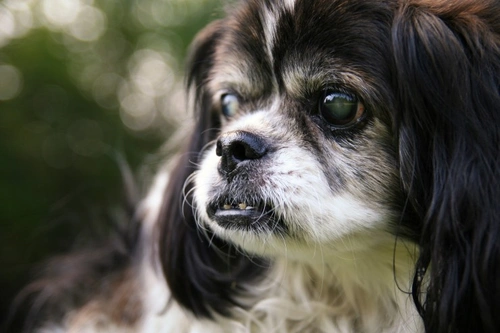 Nuclear sclerosis in dogs: Understanding this common eye change