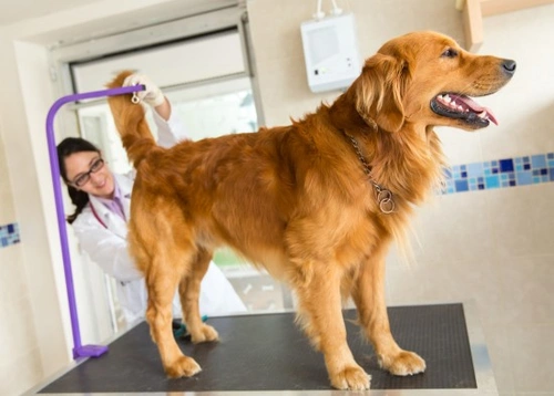 How to Treat a Dog's Impacted Anal Glands at Home