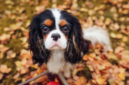Esquema de Pruebas BVA/KC para Malformación de Chiari y Siringomielia en Perros
