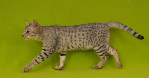Is the Ocicat the Right Cat for You? Discover Key Traits