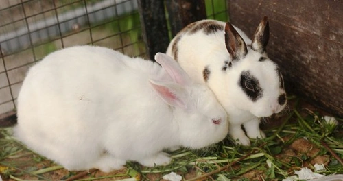 Proper Cleaning of Rabbit Hutches: A Complete Guide