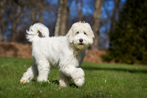 How to Motivate a Labradoodle During Training Effectively
