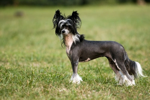 Cinco razas de perros más inusuales y únicas en España