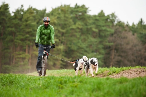 Riding a Bike with Your Dog: Safe Cycling Guide 2025