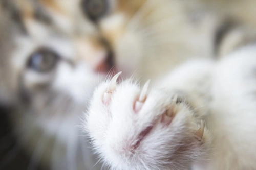 Declawing Cats UK: Why It's Illegal and Inhumane