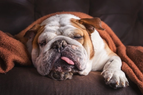 Pyrexia in Dogs: Causes, Symptoms and Care Guide