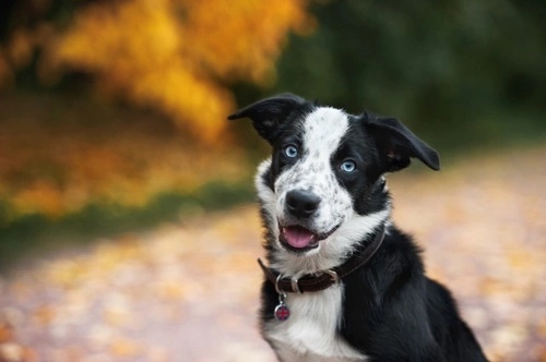 Canine Anorexia Explained: Causes, Diagnosis & Care
