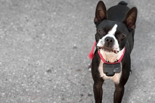 Dog Training Gadgets: Risks and Responsible Alternatives