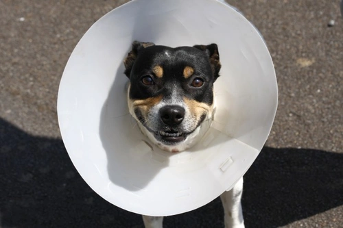 Aftercare for a Dog Who Has Had Stitches: Essential Steps