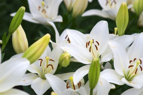 Lilies and Toxicity in Cats: What Every Cat Owner Should Know