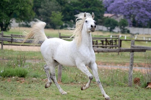 Showing the Arab Horse: Expert Tips on Classes & Presentation