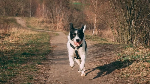 Worming your dog - Q&A
