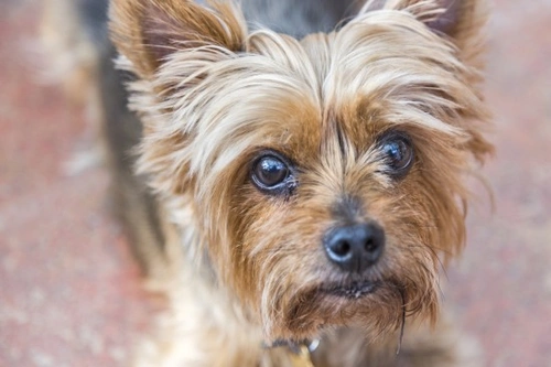 Cryptorchidism in Dogs: Causes, Risks & Treatment