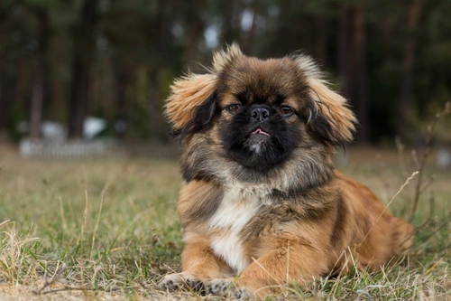 Is it a problem if your dog eats bugs and garden critters?