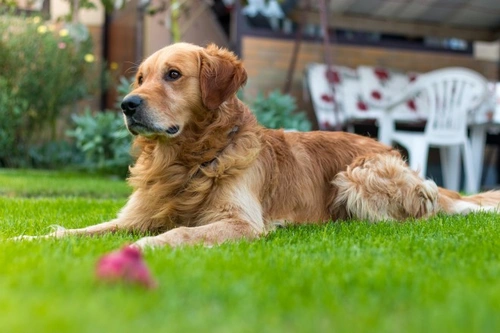 How to Keep a Lawn Looking Lush for Dog Owners