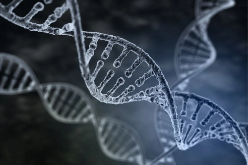 DNA Testing for Dogs: Benefits and How It Works