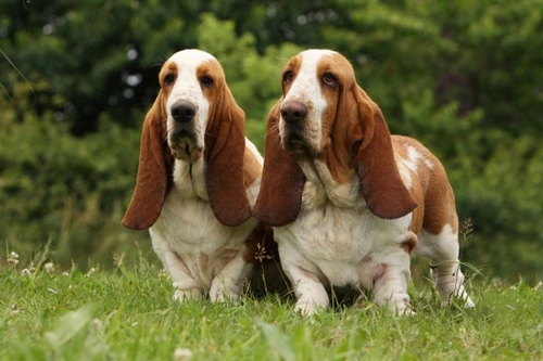 Pet cloning: viability and ethical considerations in 2025