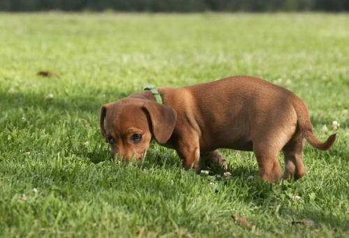 Introducing Your Puppy to a Collar: Step-by-Step Guide