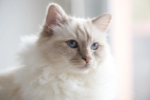 Caring for Your Young Female Cat When Spay Is Delayed